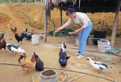 鸡棚塌了爆料怎么办视频,网友爆料视频揭示惊人真相