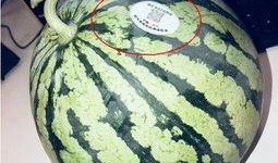 山东网红吃瓜,揭秘网络热点的背后故事