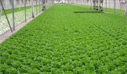 爆料养虾大棚怎么养的视频,视频教学带你轻松掌握养殖技巧