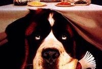 无敌当家1在线观看,萌宠奇遇记在线观看，欢乐温馨宠物冒险之旅