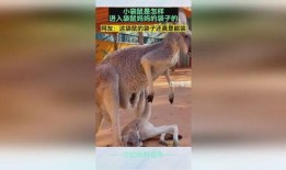 爆料袋鼠妈妈视频大全下载,视频大全下载必看