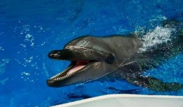 昆明海豚湾爆料事件视频,揭开背后惊人真相